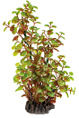 SuperFish Art Plant Rotala 25 cm