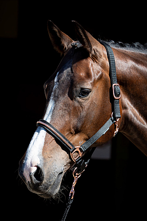 Harry's Horse Halsterset Rosegold NXT